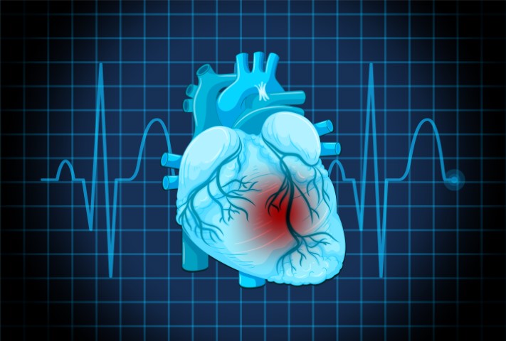 Short-Term Cardiovascular Changes During the StressLess University Dog-Assisted Wellbeing Program: Evaluation of Integrated Cardiovascular Indices